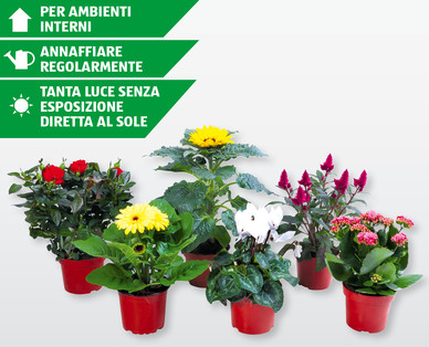 Piante in fiore