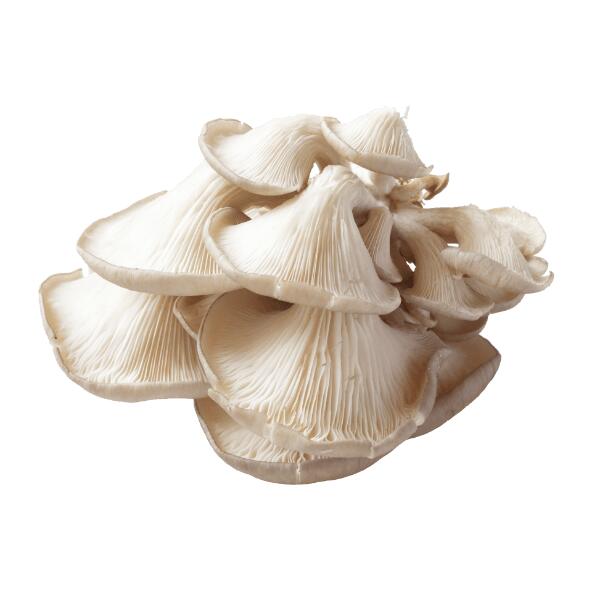 Cogumelos Pleurothus Nacionais
