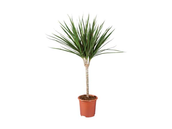 Medium Houseplant