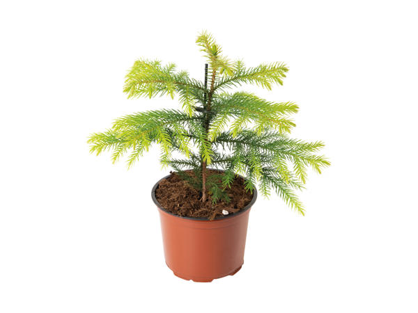 Araucaria (stuegran)