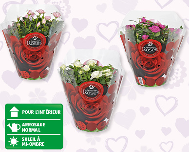 Coupe de roses dans un emballage imprimé