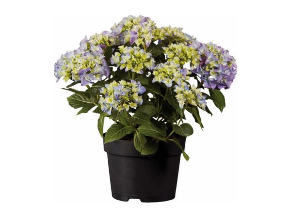 Garden Hydrangea