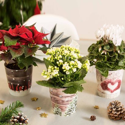 Plante de Noël