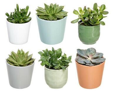 PLANTE SUCCULENTE