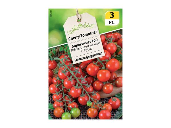 Assorted Large Seeds - Vegetables and Flowers