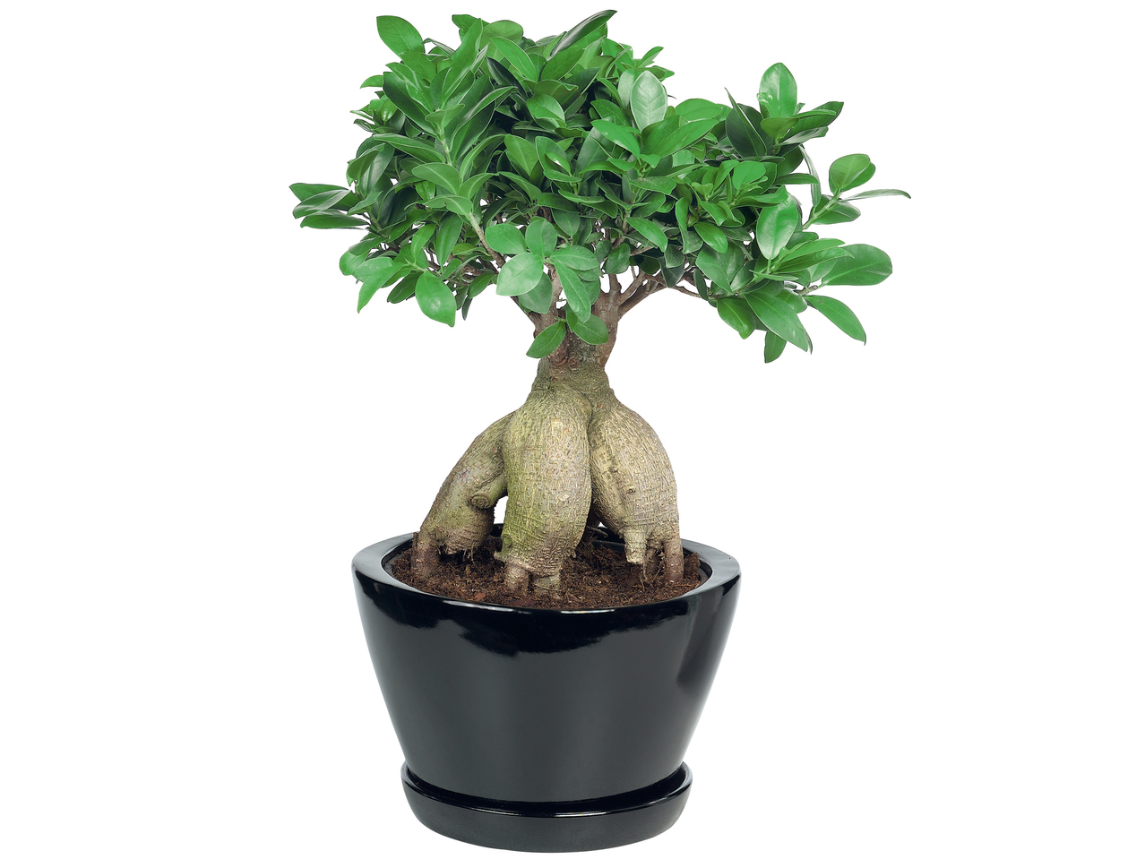 Bonsaï dans un pot en céramique