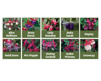 Fuchsia