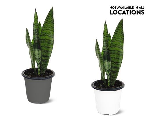 4" Foliage Assorted Varieties
