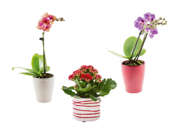 Mini plante à fleurs dans un pot en céramique