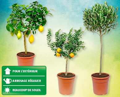 Arbustes méditerranéens GARDENLINE(R)