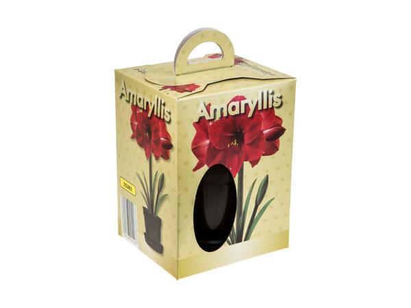 Amaryllis Pot Bulb in Gift Box