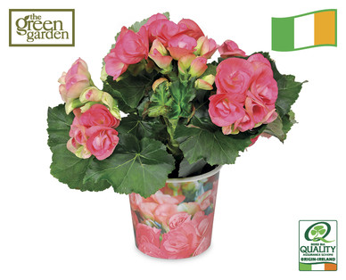 Irish Begonia 1 litre
