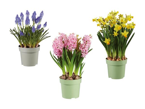 Blomstrende løgplanter