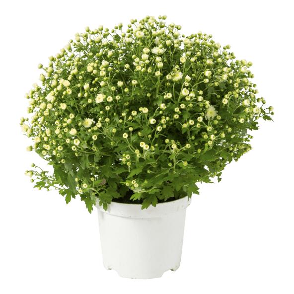 Chrysantheme