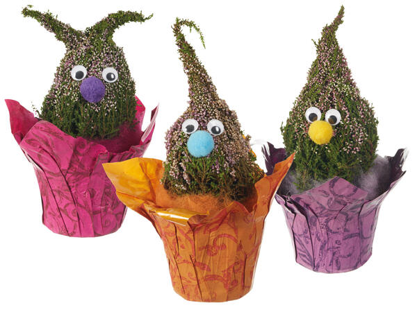 Calluna Wichtel