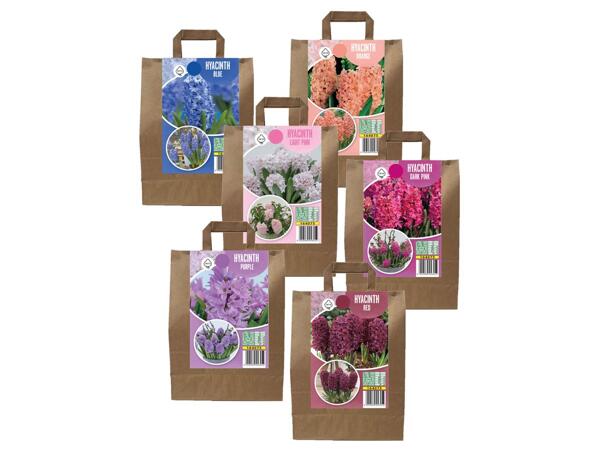Hyacinth Bulbs