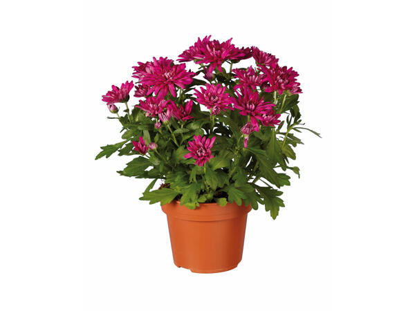 Chrysanthèmes " Elle Fleur "