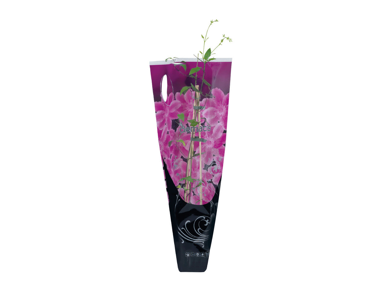 Assorted Clematis1