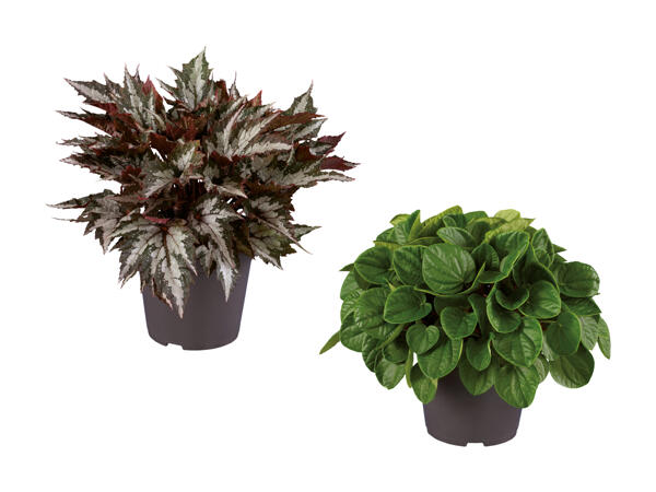 Peperomia eller begonia