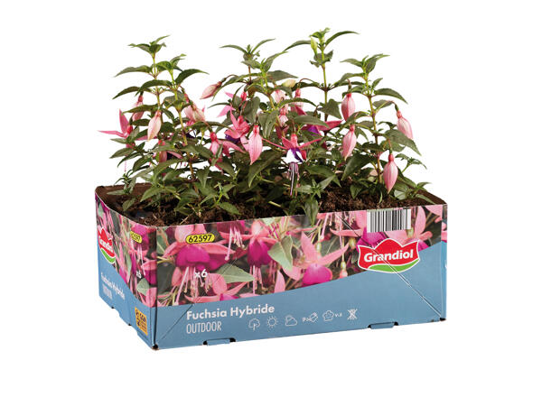 Fuchsia