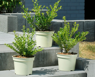 Ilex crenata