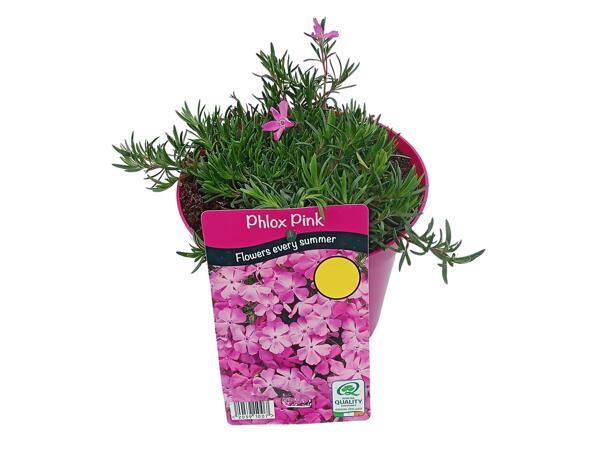 Moss Phlox
