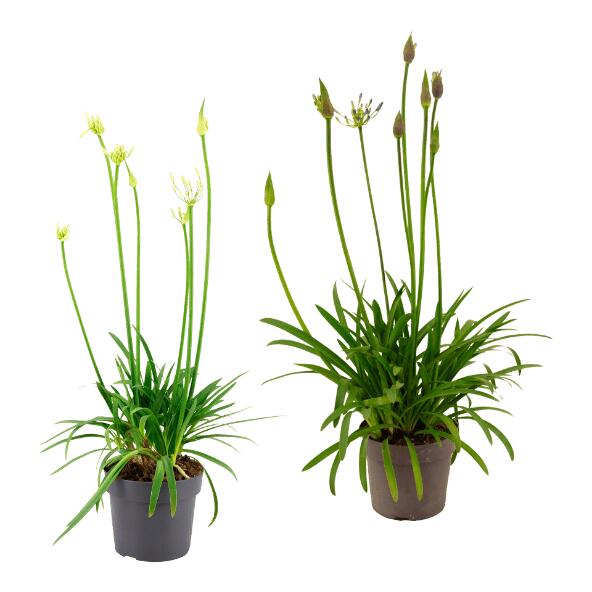 GARDENLINE(R) 				Agapunthus