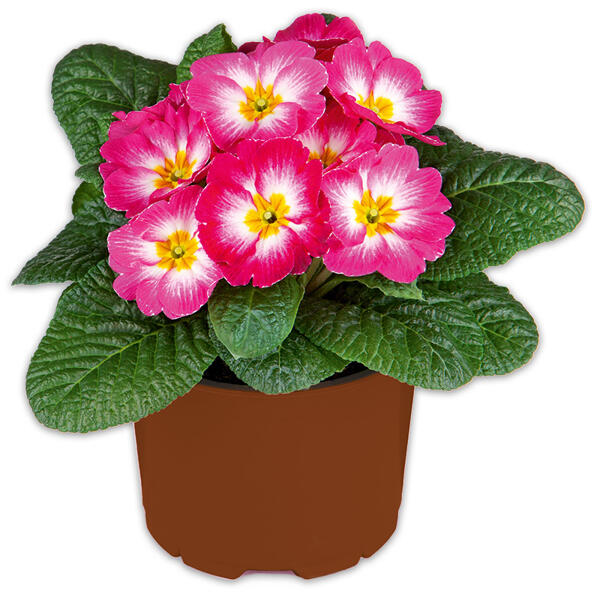 Primel in Sonderfarben
