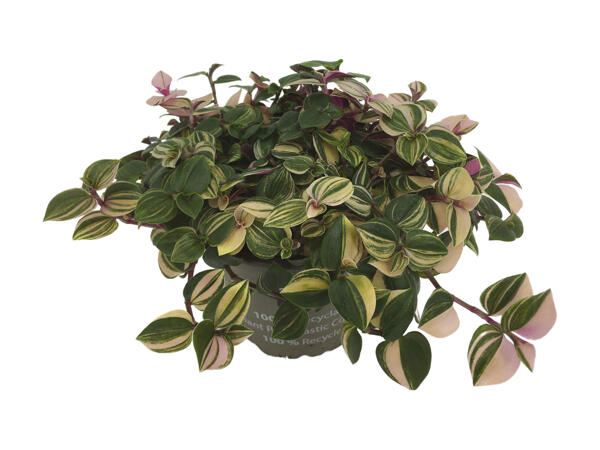 Grøn plante