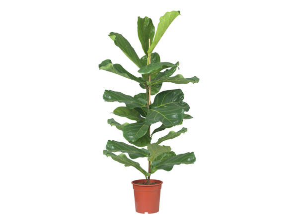Large Green Houseplant