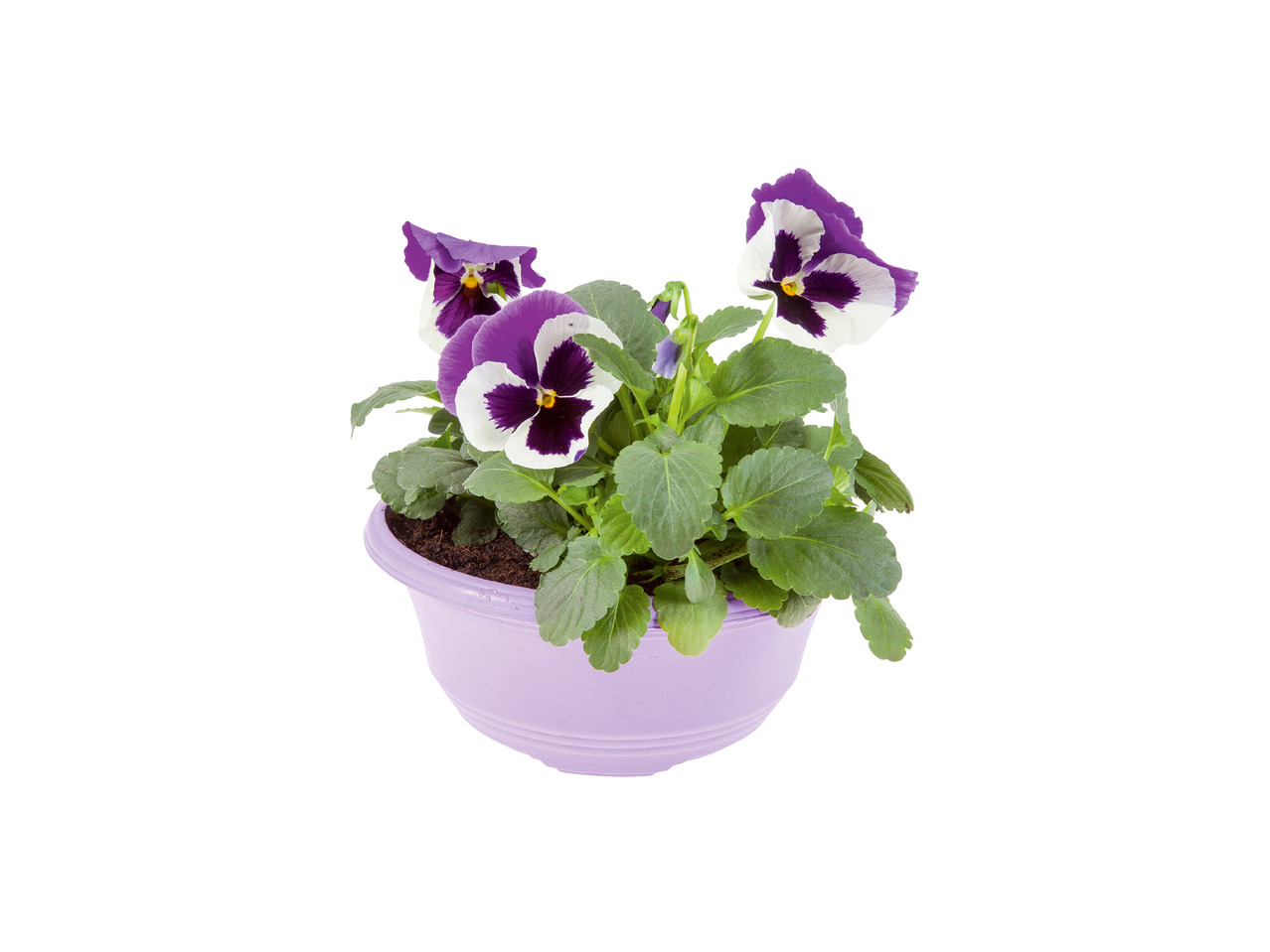 Stedmoderblomster eller violer i skål