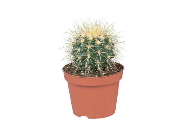 Cacti or Succulent1