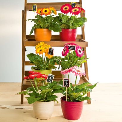 Gerbera