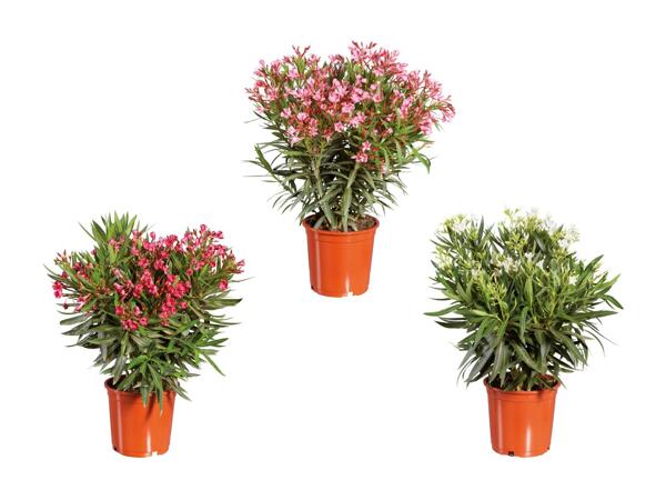 Oleander XXL