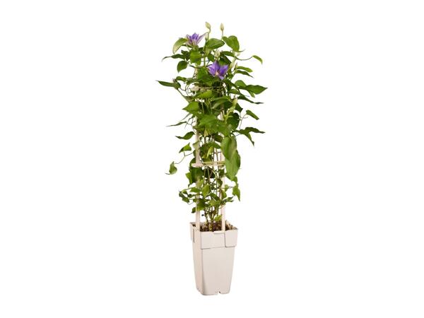 Clematis & Climbers