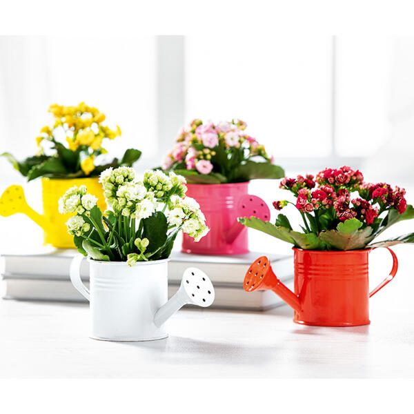 Mini Kalanchoe