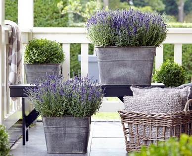 Lavendel