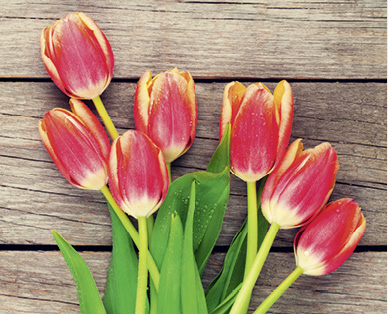 Tulipani