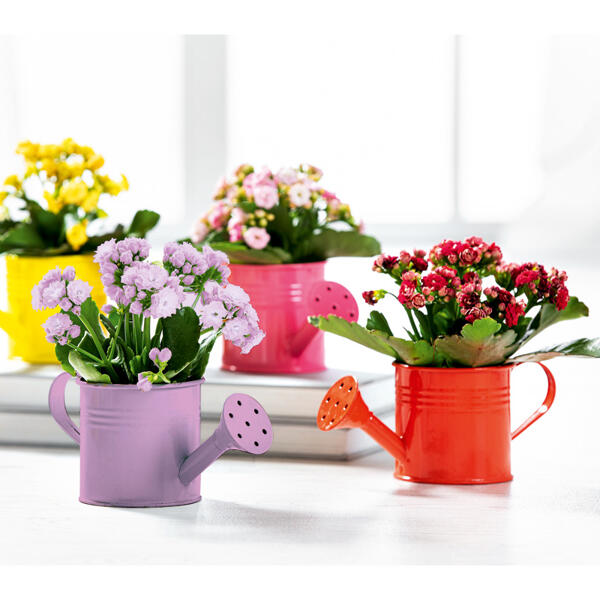 Mini Kalanchoe