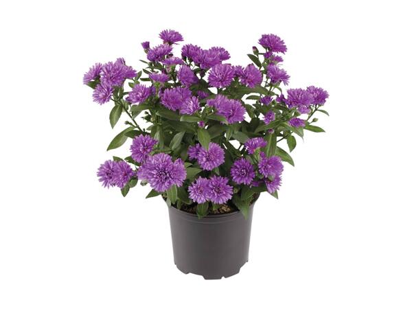 Aster