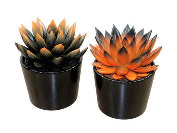 Halloween Succulent