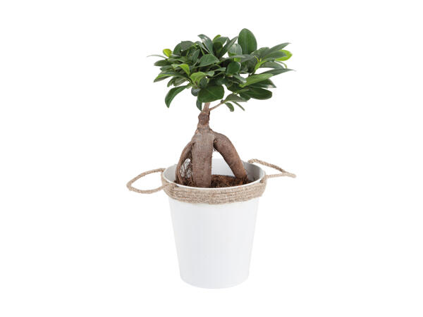 Ficus Ginsing i zinkspand