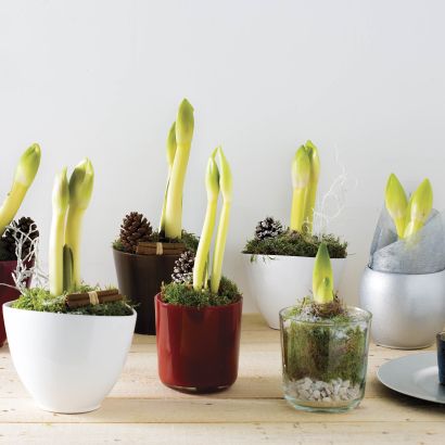 Amaryllis