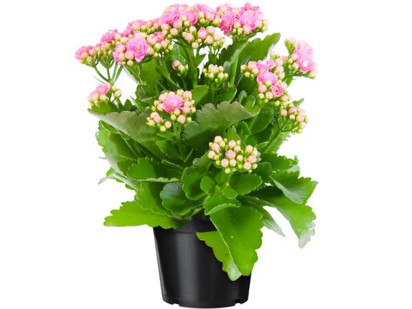 Kalanchoe