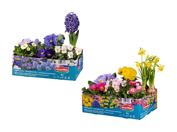 Forårsblomster i bakke