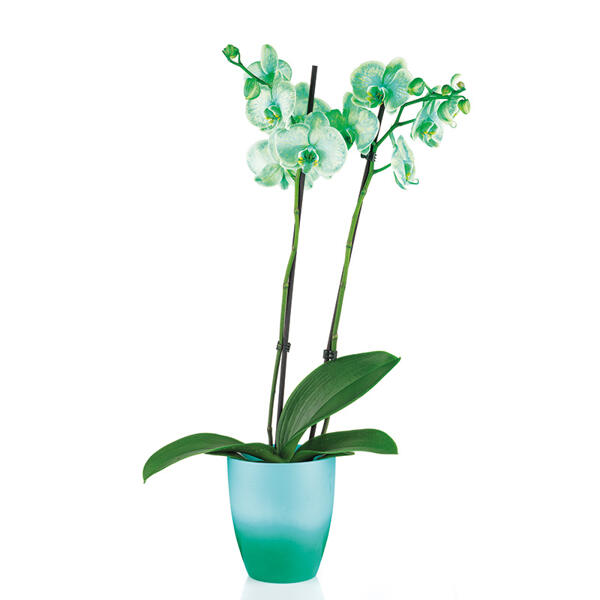 "Wonder Mix" Orchidee