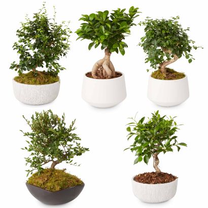 Bonsai