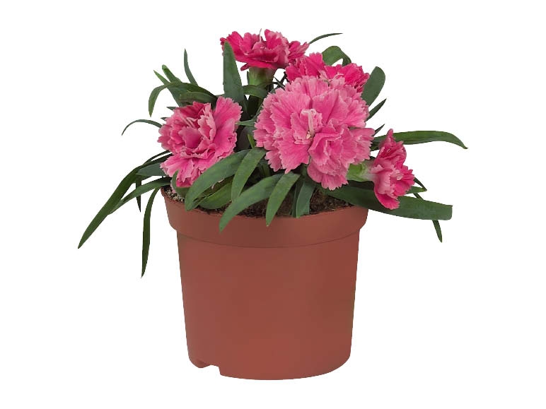 Dianthus "Pink Kisses"