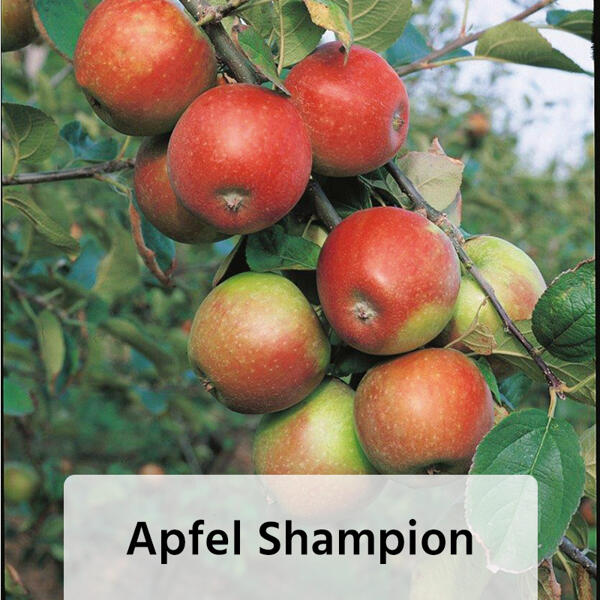 Obstbaum im Jutesack