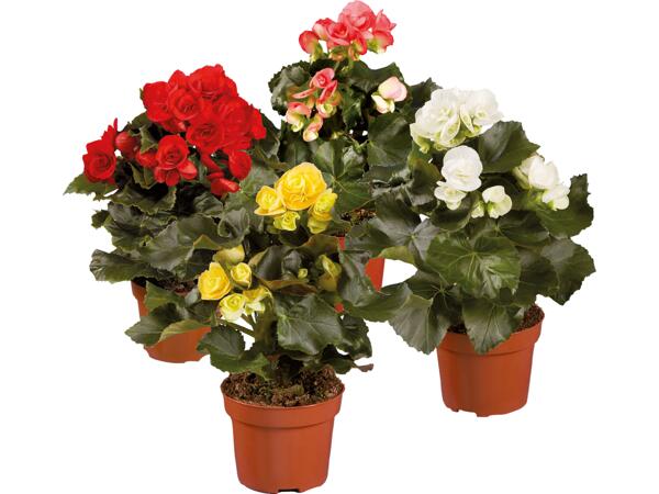 Begonia